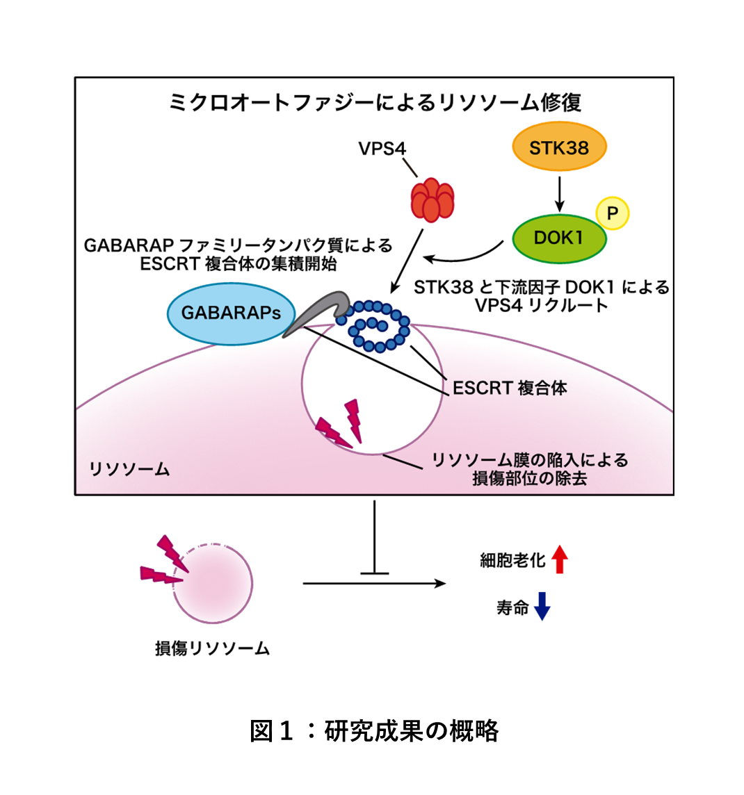 図1