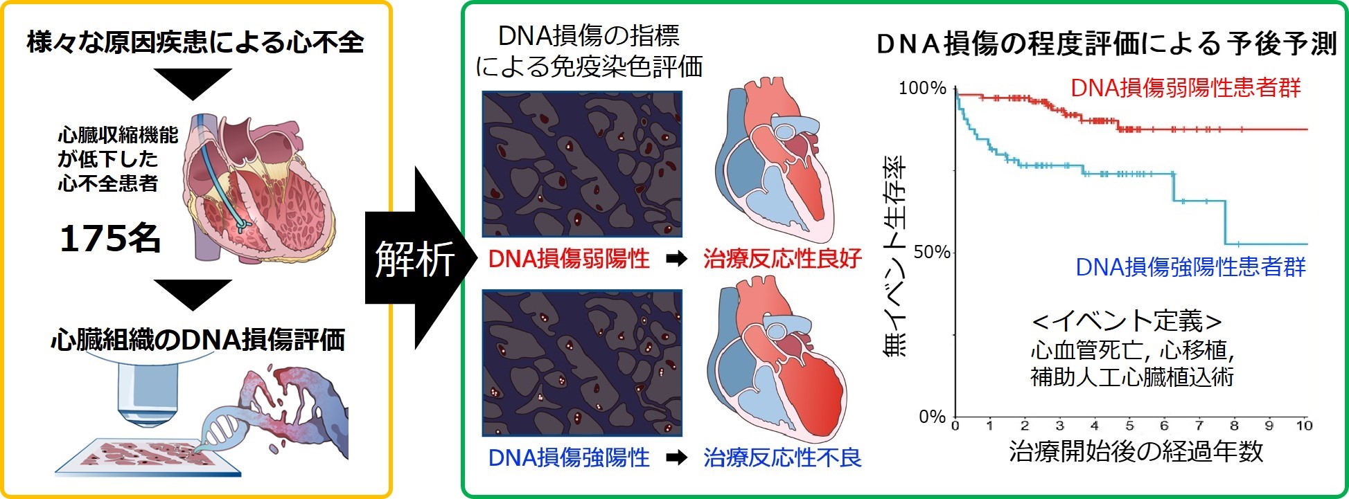 心不全患者の～