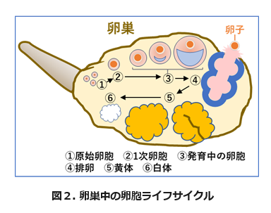 takashima-fig002.png