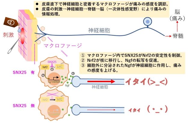 fig20230510tanaka.jpg