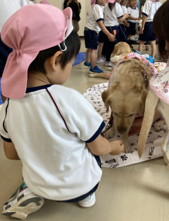 盲導犬1