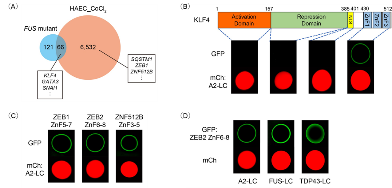 図2