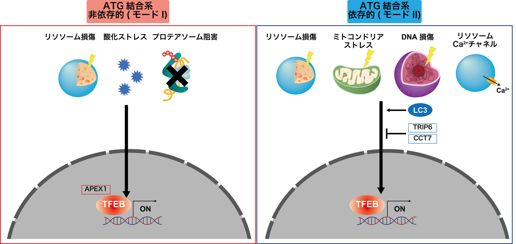 研究成果（生化学）TFEB